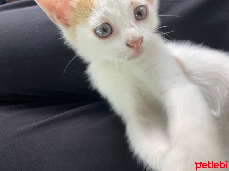 Sarman, Kedi  Sütlaç fotoğrafı