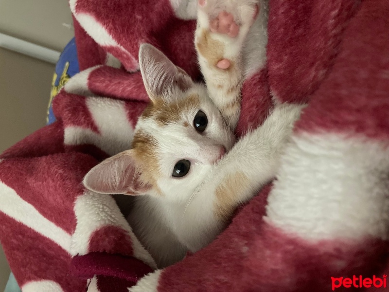 Sarman, Kedi  Sütlaç fotoğrafı