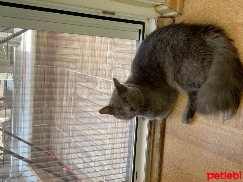Nebelung, Kedi  Midas fotoğrafı