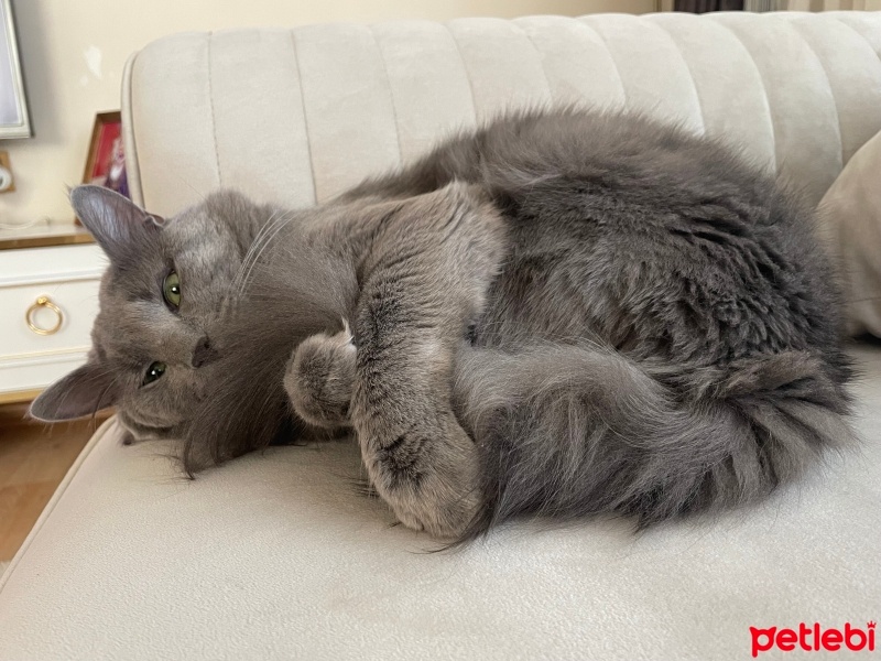 Nebelung, Kedi  Midas fotoğrafı