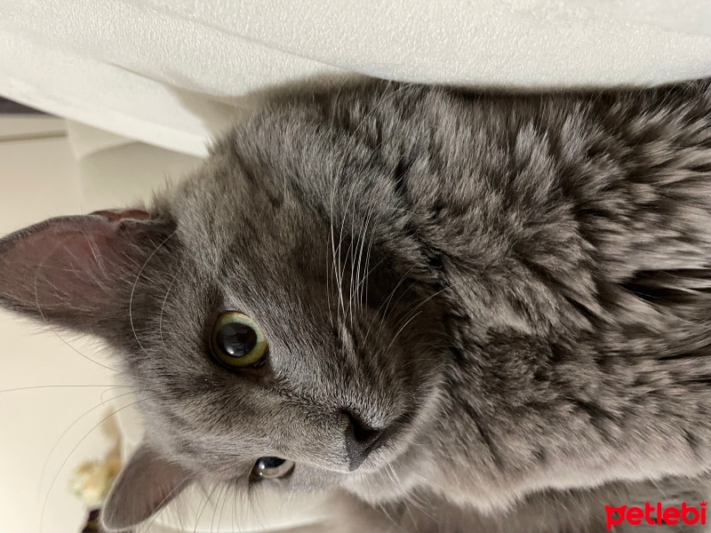 Nebelung, Kedi  Midas fotoğrafı