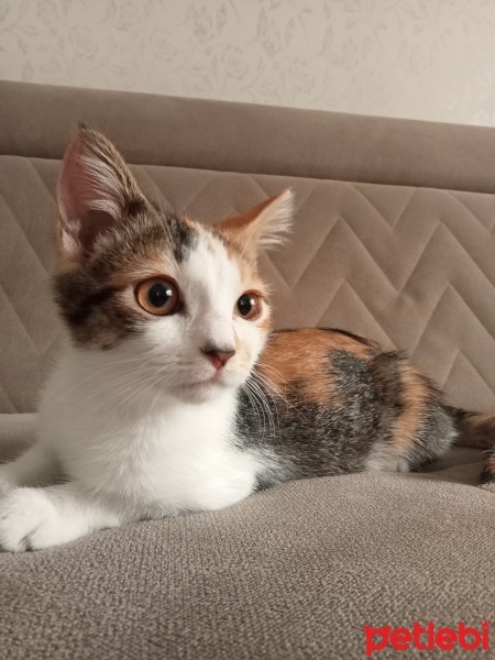 Chinchilla, Kedi  Tarçın fotoğrafı