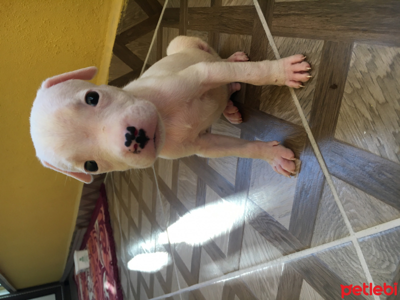 Dogo Arjantin, Köpek  Pablo fotoğrafı