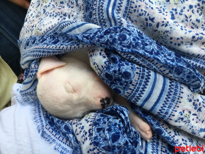Dogo Arjantin, Köpek  Pablo fotoğrafı