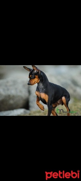 Amerikan Cocker Spaniel, Köpek  Paris fotoğrafı