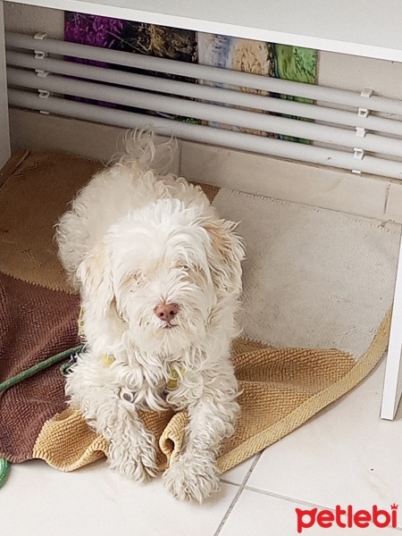 Maltese, Köpek  Alex fotoğrafı