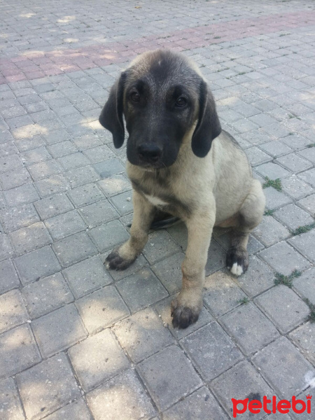 Sokö (Sokak Köpeği), Köpek  Canlar fotoğrafı