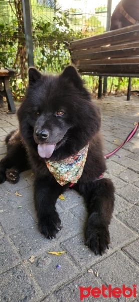 Chow Chow (çin Aslanı), Köpek  Gece fotoğrafı