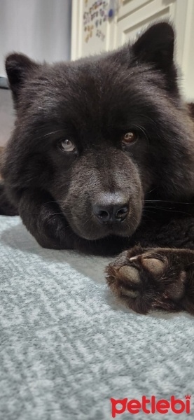 Chow Chow (çin Aslanı), Köpek  Gece fotoğrafı
