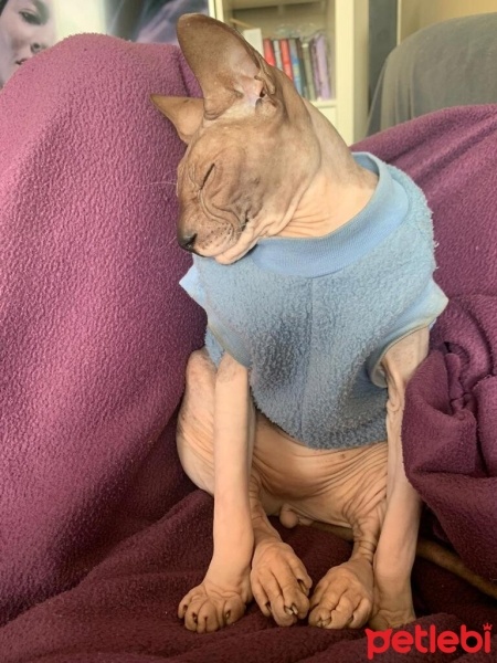 Sphynx, Kedi  Zeus fotoğrafı