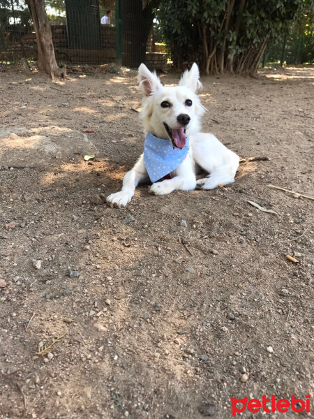 Pappilon, Köpek  Dali fotoğrafı