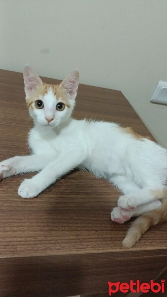 Tekir Kedi, Kedi  Karamel fotoğrafı