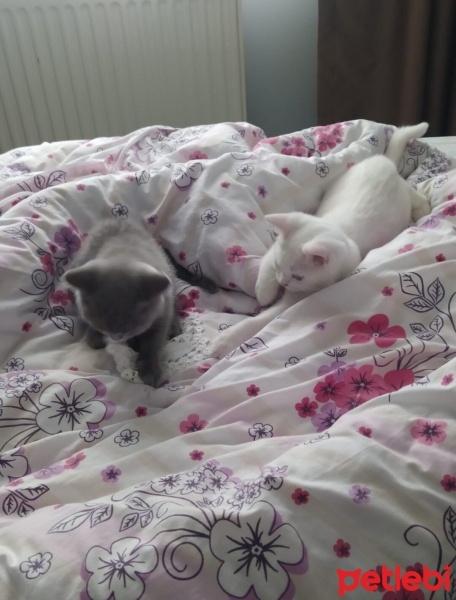 British Shorthair, Kedi  Duman ve pilav fotoğrafı