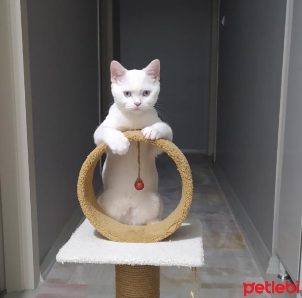 British Shorthair, Kedi  Duman ve pilav fotoğrafı
