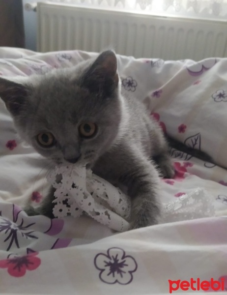 British Shorthair, Kedi  Duman ve pilav fotoğrafı