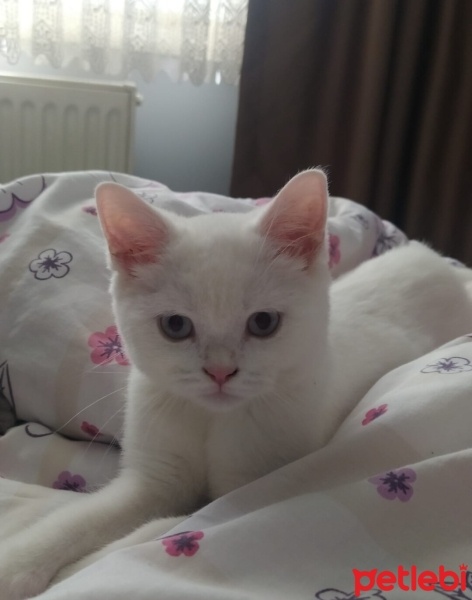 British Shorthair, Kedi  Duman ve pilav fotoğrafı