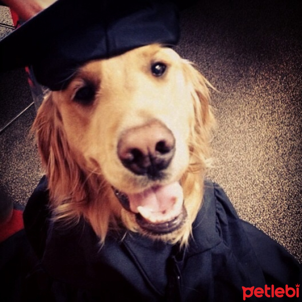 Golden Retriever, Köpek  Leydi fotoğrafı