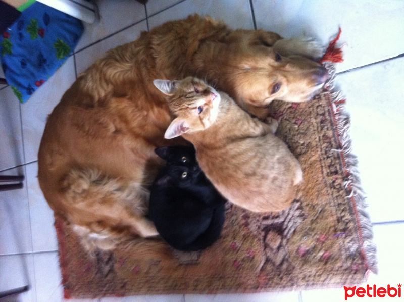 Golden Retriever, Köpek  Leydi fotoğrafı