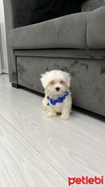 Maltese, Köpek  Leo fotoğrafı