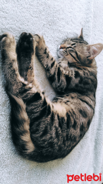 Tekir Kedi, Kedi  Karam fotoğrafı