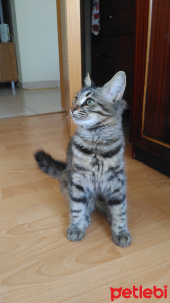 Tekir Kedi, Kedi  Karam fotoğrafı