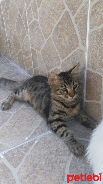Tekir Kedi, Kedi  Karam fotoğrafı