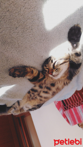 Tekir Kedi, Kedi  Karam fotoğrafı