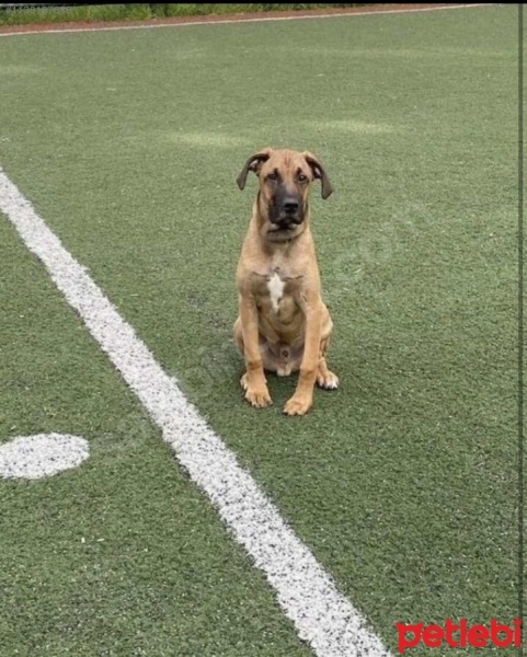 Boxer, Köpek  Zeus fotoğrafı