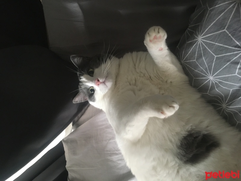 Tekir Kedi, Kedi  Zeus fotoğrafı