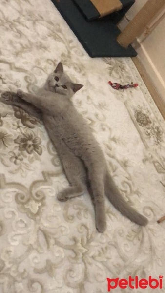 British Shorthair, Kedi  Mia fotoğrafı