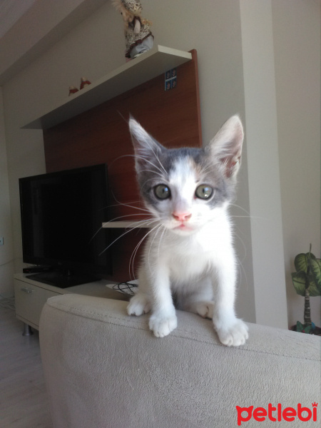 Tekir Kedi, Kedi  Lili fotoğrafı