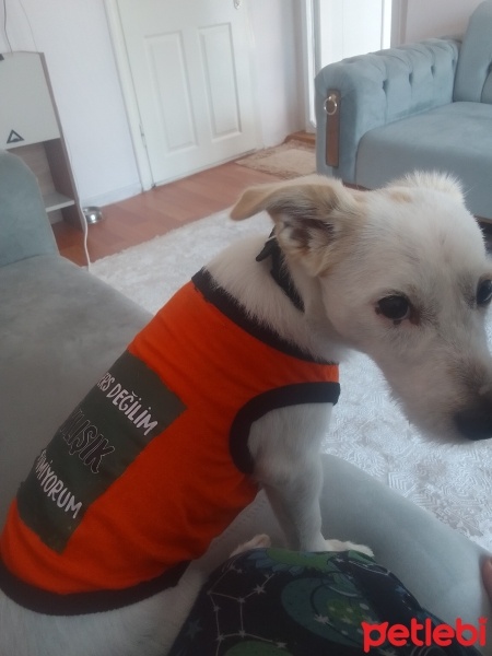 Maltese, Köpek  Findik fotoğrafı