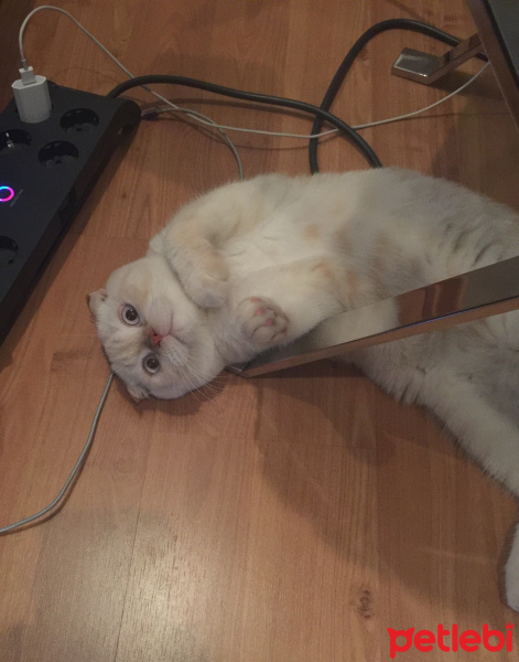 Scottish Fold, Kedi  Jedi fotoğrafı