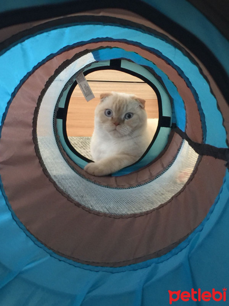 Scottish Fold, Kedi  Jedi fotoğrafı