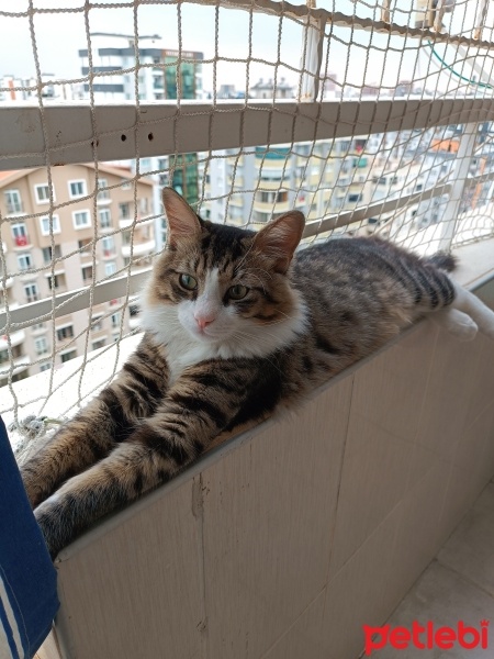 Tekir Kedi, Kedi  Cesur fotoğrafı