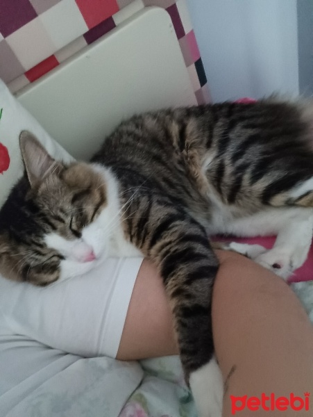 Tekir Kedi, Kedi  Cesur fotoğrafı