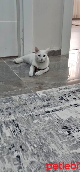 Ankara Kedisi, Kedi  BULUT fotoğrafı