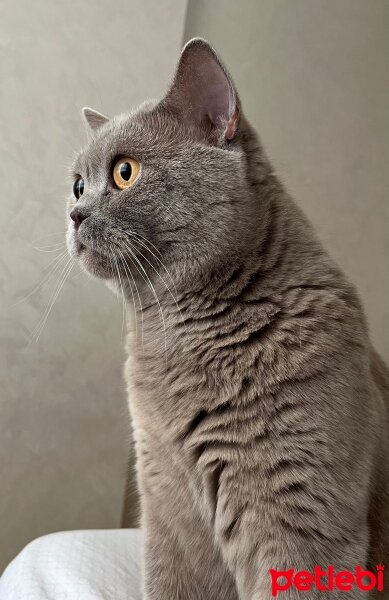 British Shorthair, Kedi  Chivas fotoğrafı