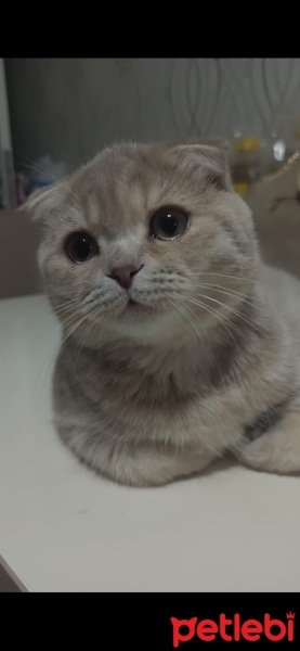 Scottish Fold, Kedi  Latte fotoğrafı