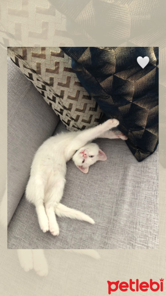 Ankara Kedisi, Kedi  Sütlaç fotoğrafı