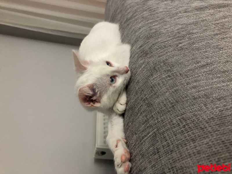 Ankara Kedisi, Kedi  Sütlaç fotoğrafı