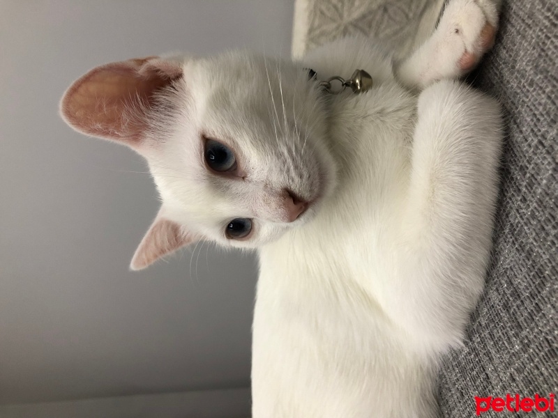 Ankara Kedisi, Kedi  Sütlaç fotoğrafı