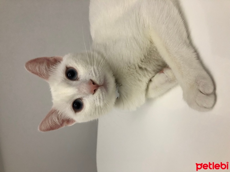 Ankara Kedisi, Kedi  Sütlaç fotoğrafı