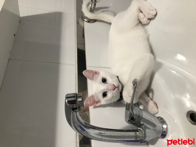 Ankara Kedisi, Kedi  Sütlaç fotoğrafı