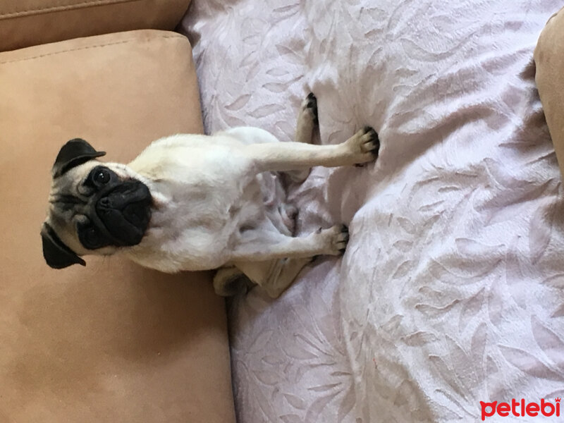 Pug, Köpek  Linda fotoğrafı