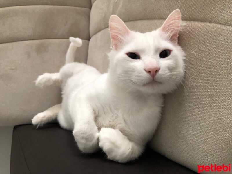 Ankara Kedisi, Kedi  Pamuk fotoğrafı