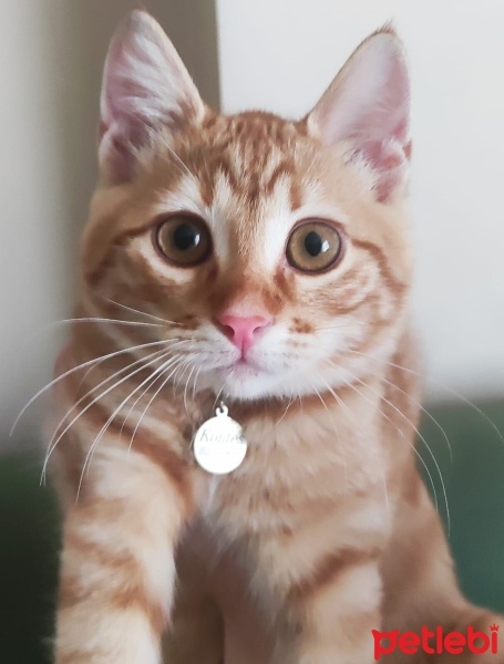Sarman, Kedi  Kontes fotoğrafı
