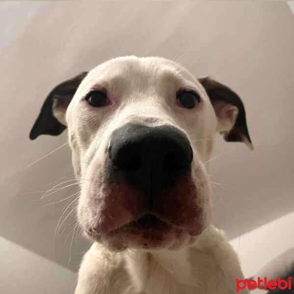 Dogo Arjantin, Köpek  Hector fotoğrafı