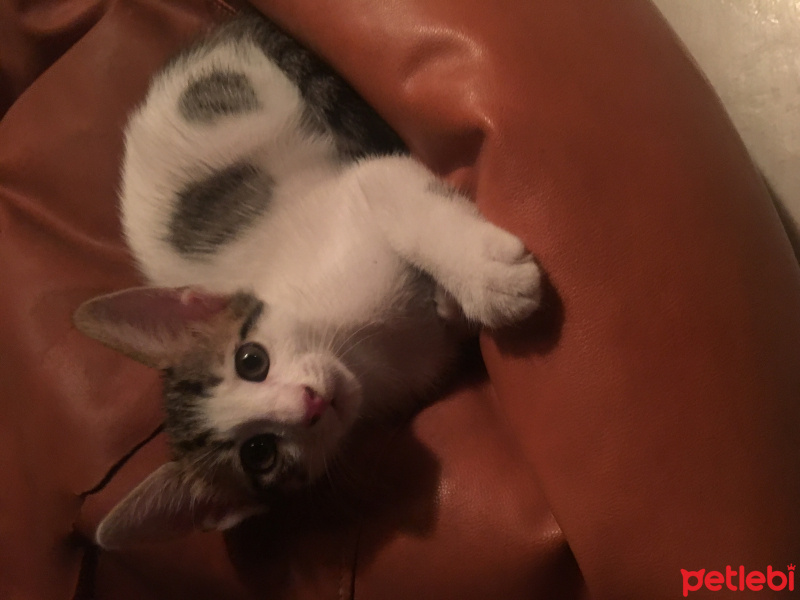 Tekir Kedi, Kedi  Yavru fotoğrafı