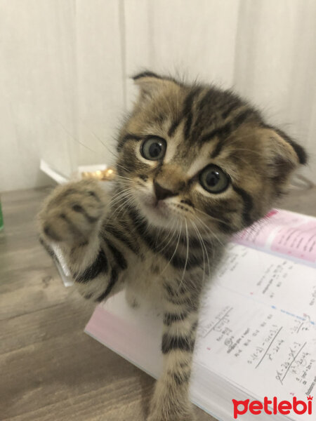 Scottish Fold, Kedi  Sezai fotoğrafı